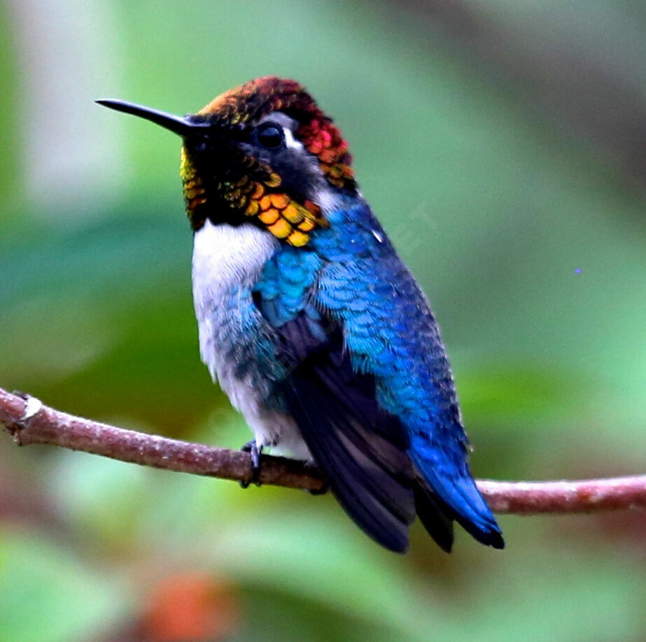 Colibri d'Helen - Colibri d'Elena<br />