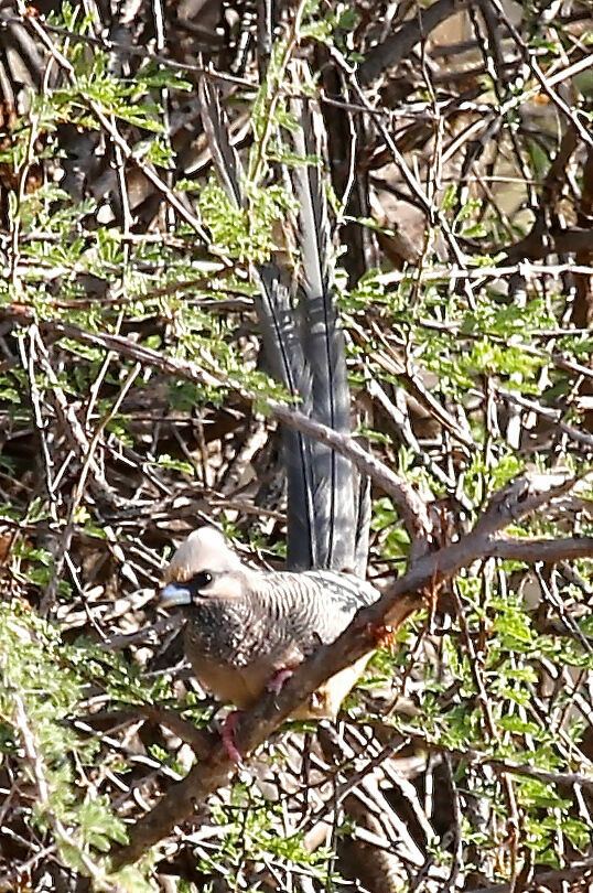 White-headed Mousebird
