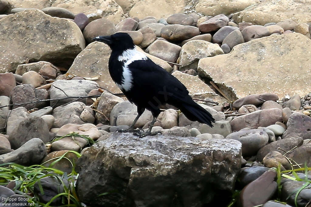 Corbeau à collier
