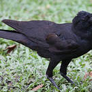 Corbeau à gros bec