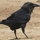 Corbeau brun