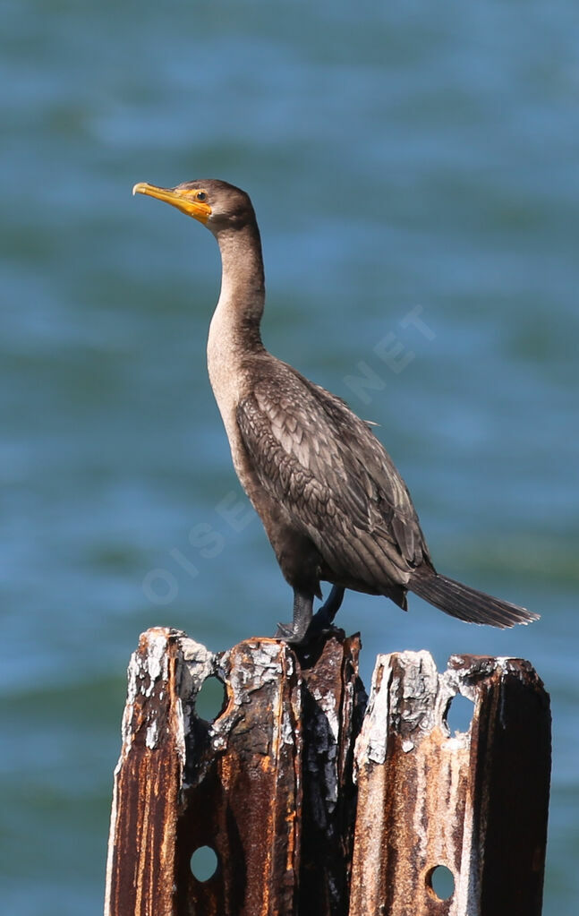 Cormoran à aigrettes