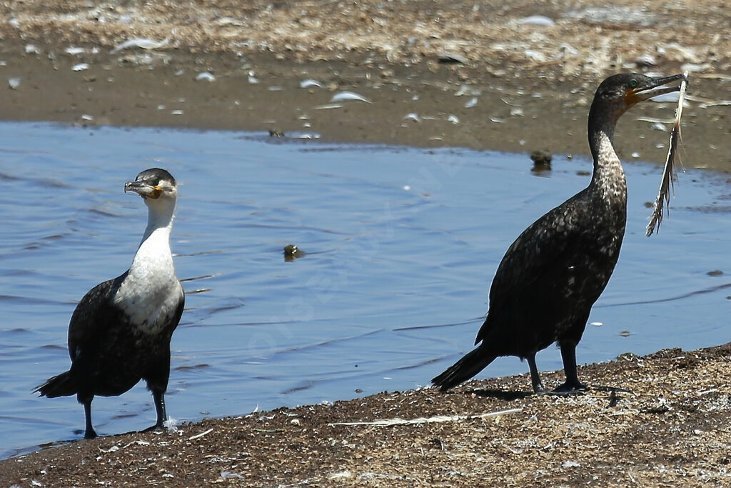 White-breasted Cormorant
