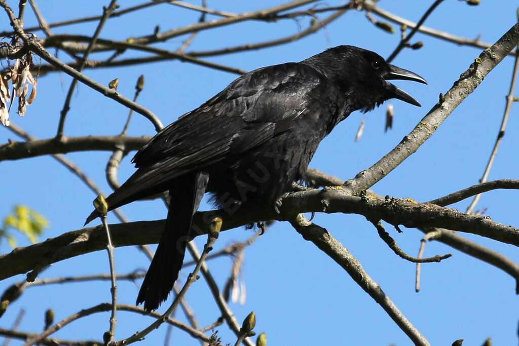 Corneille noire
