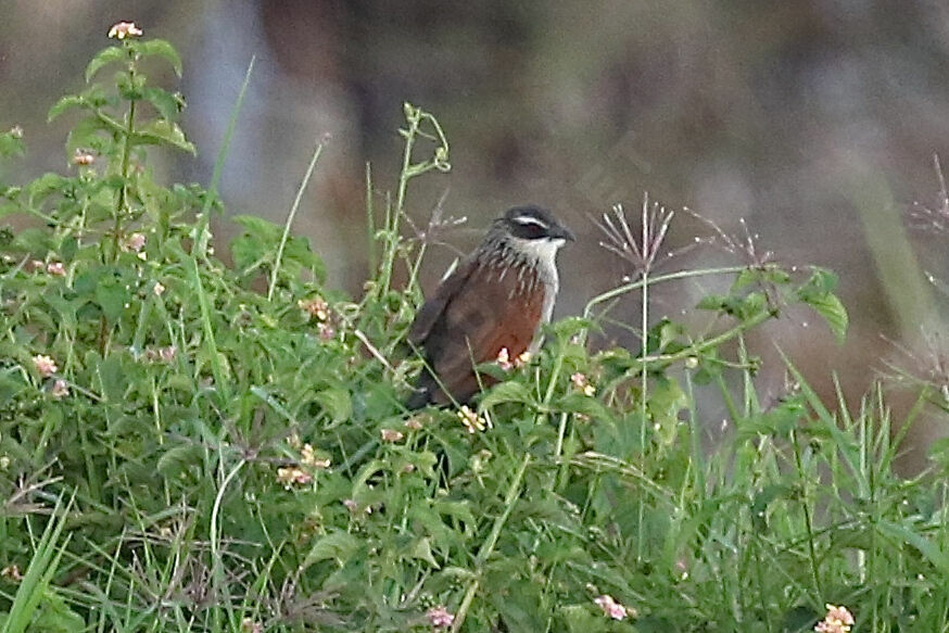 White-browed Coucal