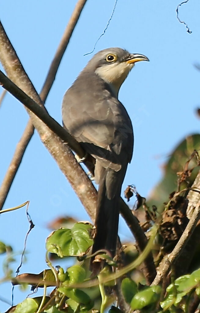 Coulicou à bec jaune
