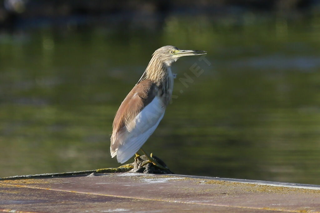 Crabier chevelu