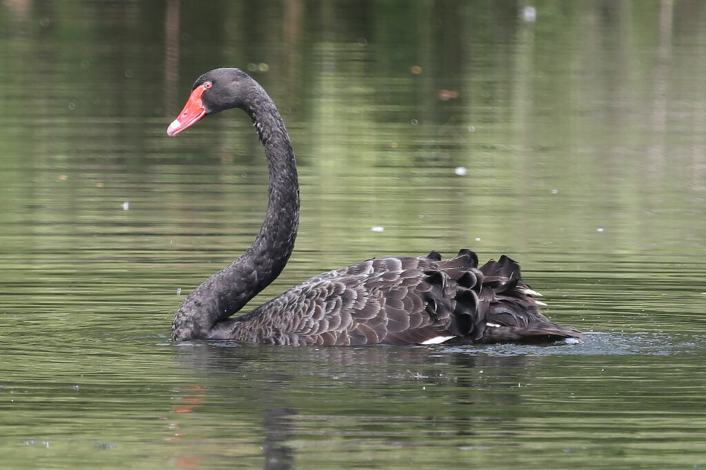 Cygne noir