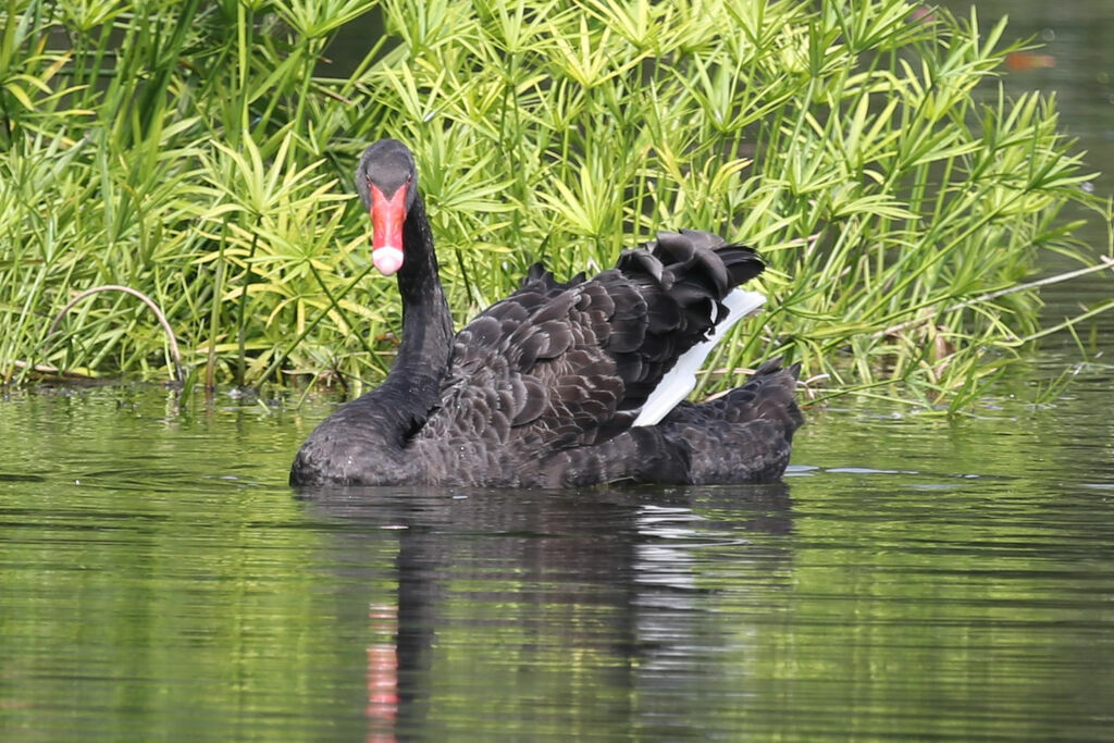 Cygne noir