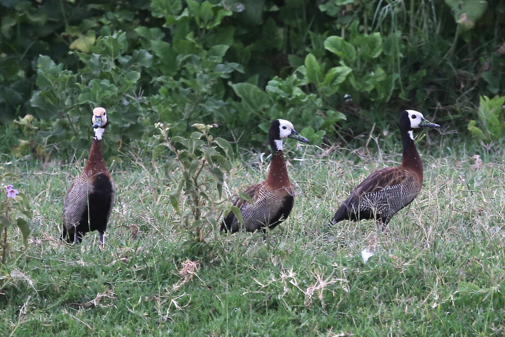 Dendrocygne veuf