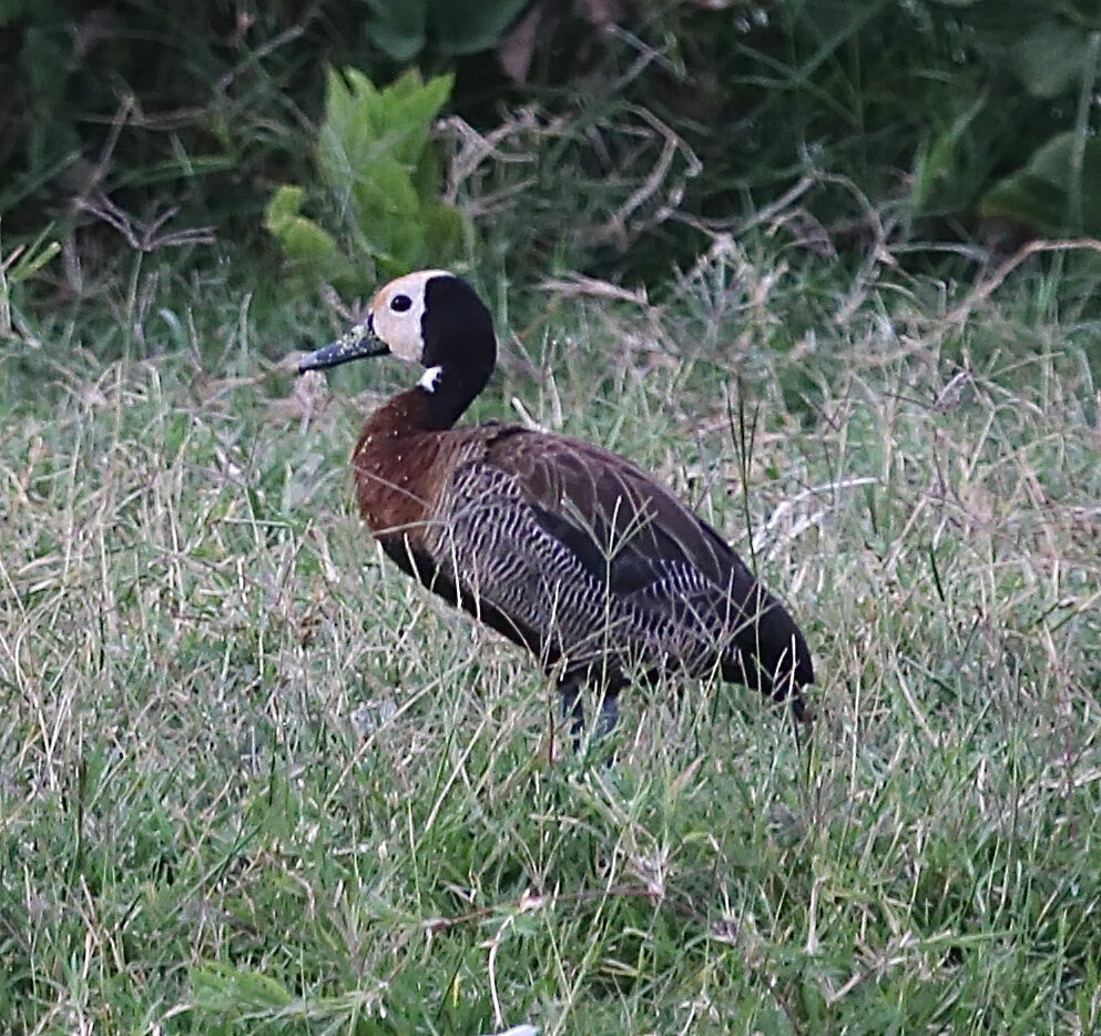 Dendrocygne veuf