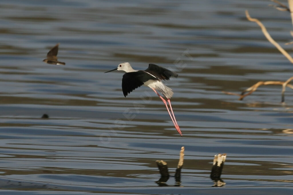 Échasse blanche