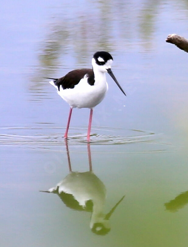 Échasse d'Amérique