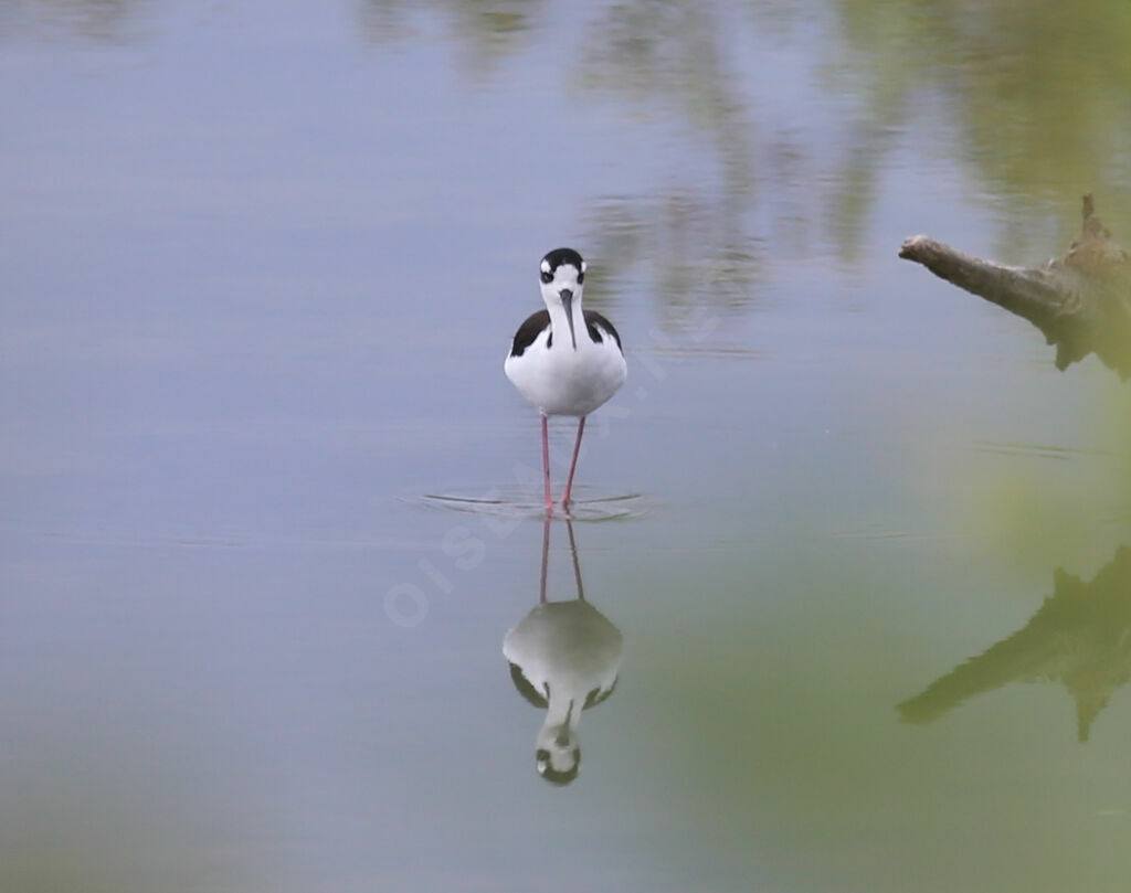 Échasse d'Amérique