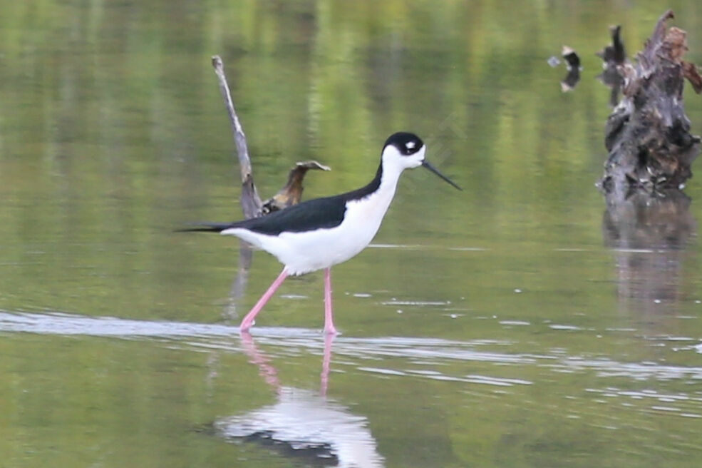 Échasse d'Amérique