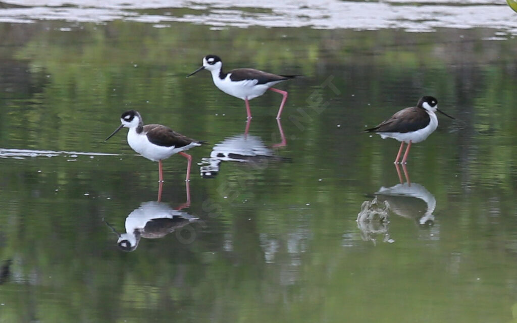 Échasse d'Amérique