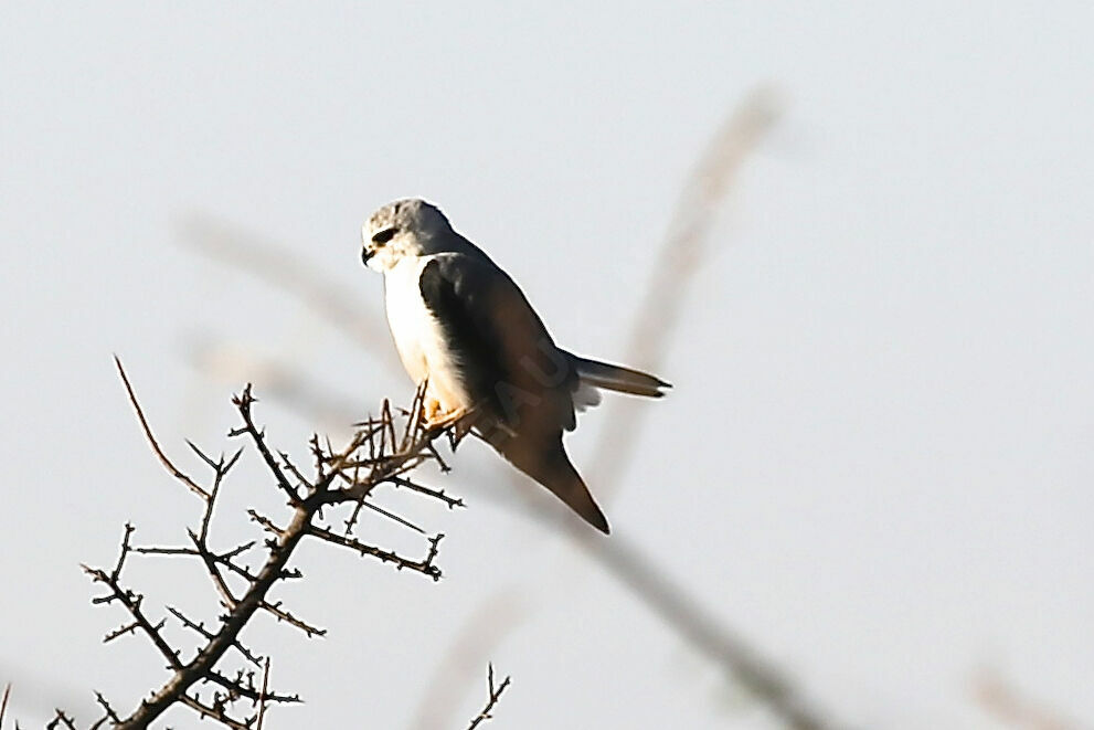 Black-winged Kite