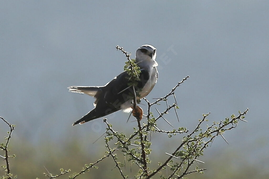 Black-winged Kite