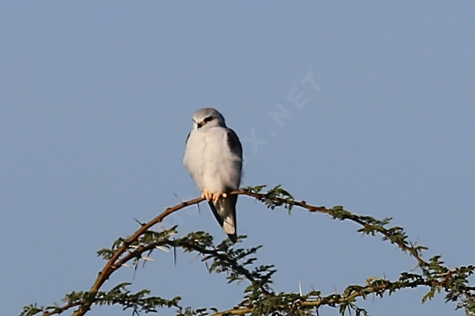 Black-winged Kite