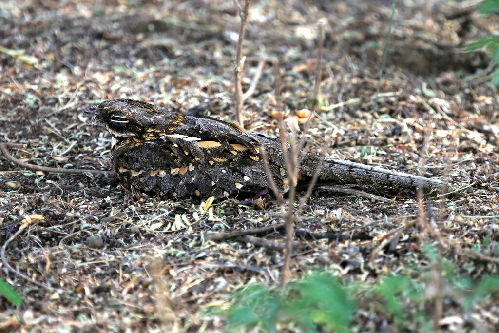 Slender-tailed Nightjar