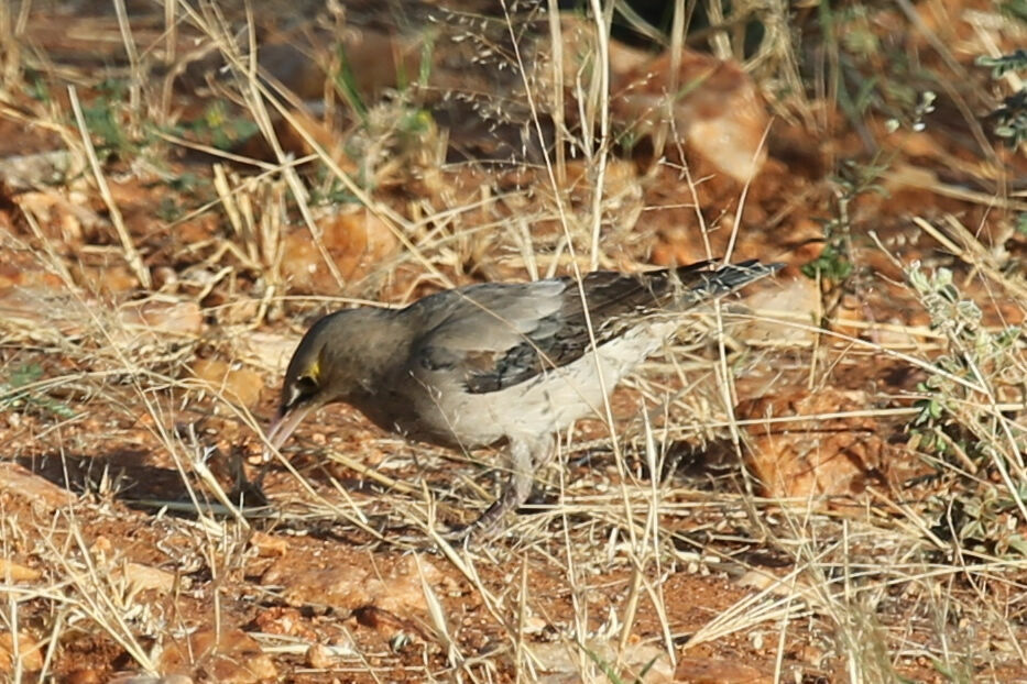 Wattled Starling