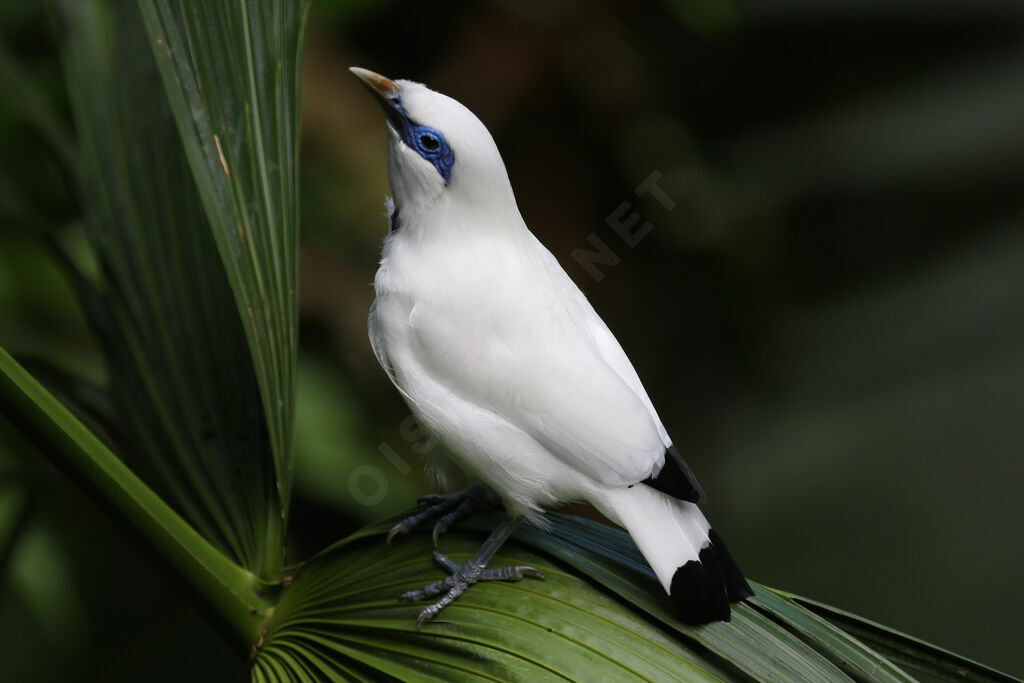 Bali Myna