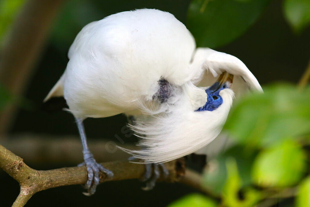 Bali Myna
