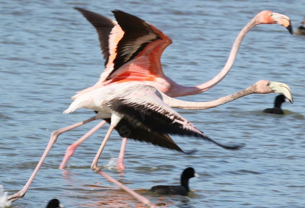 Flamant des Caraïbes
