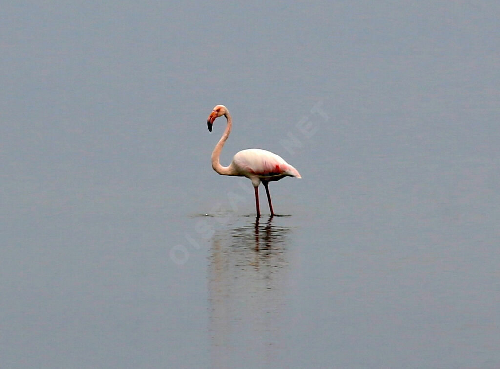 Flamant rose