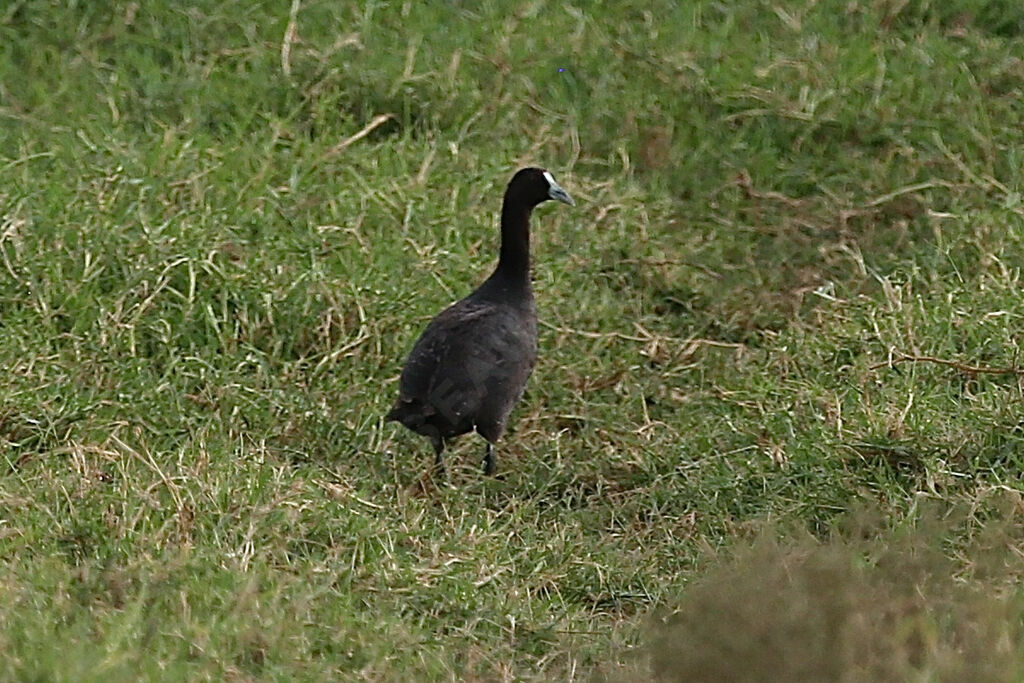Red-knobbed Coot