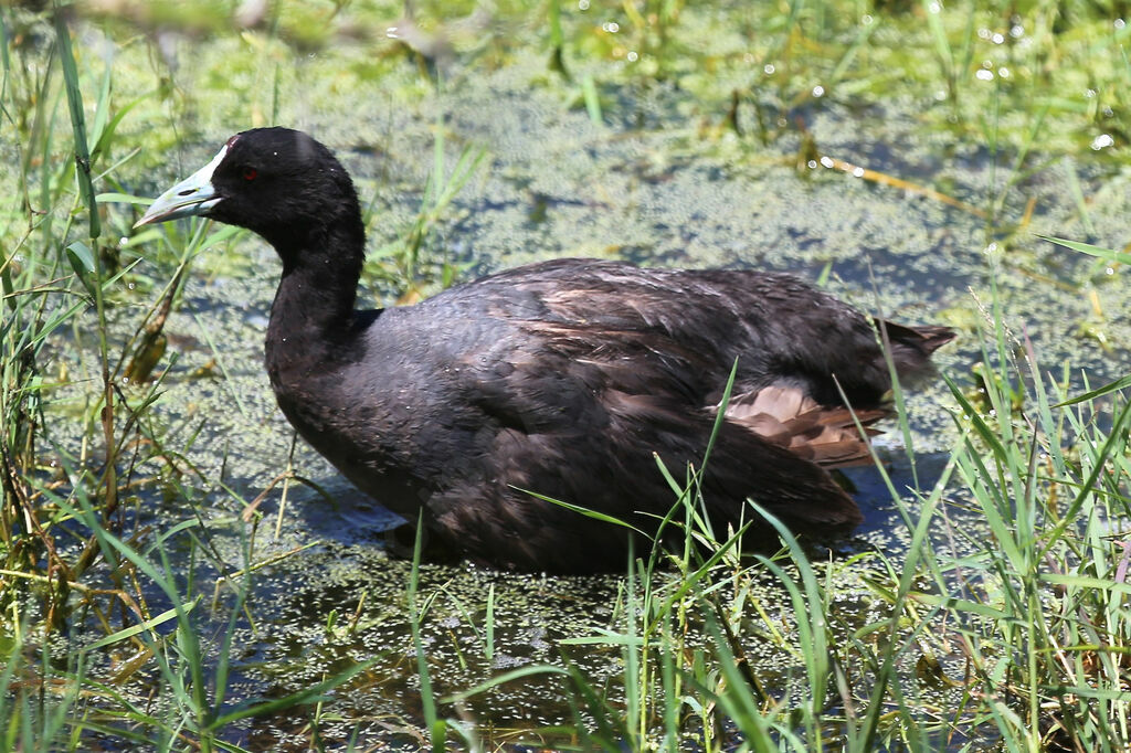 Red-knobbed Coot