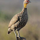 Francolin à cou jaune