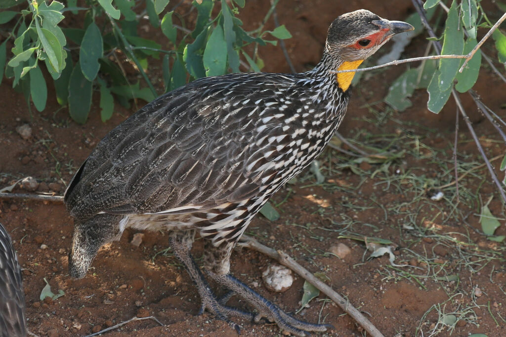 Francolin à cou jaune