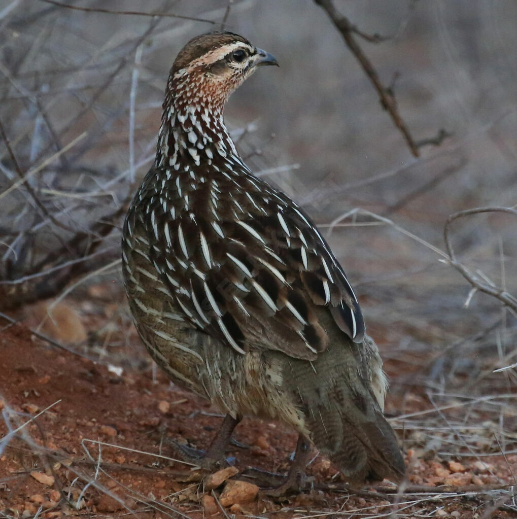 Francolin huppé