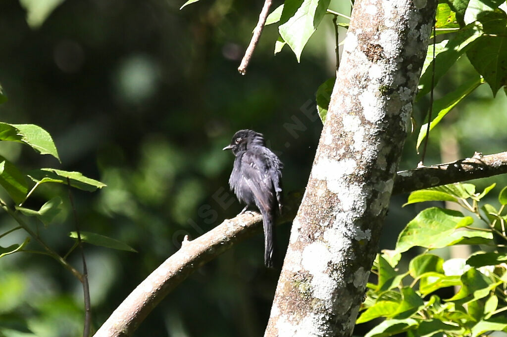 Gobemouche drongo