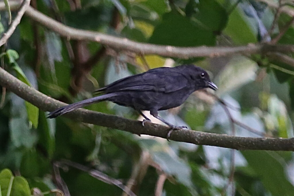 Gobemouche drongo