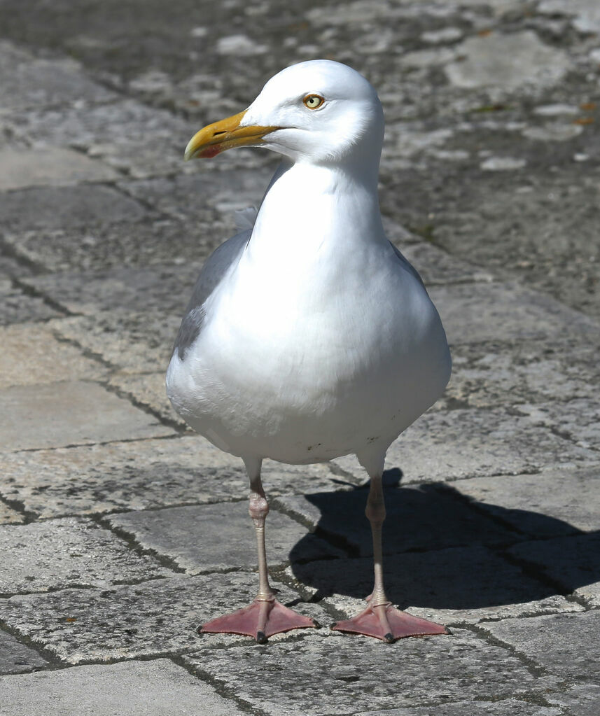 Goéland argenté