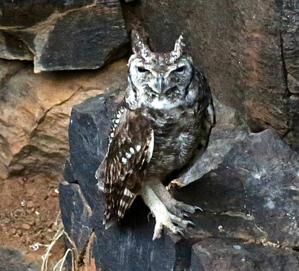 Grand-duc vermiculé
