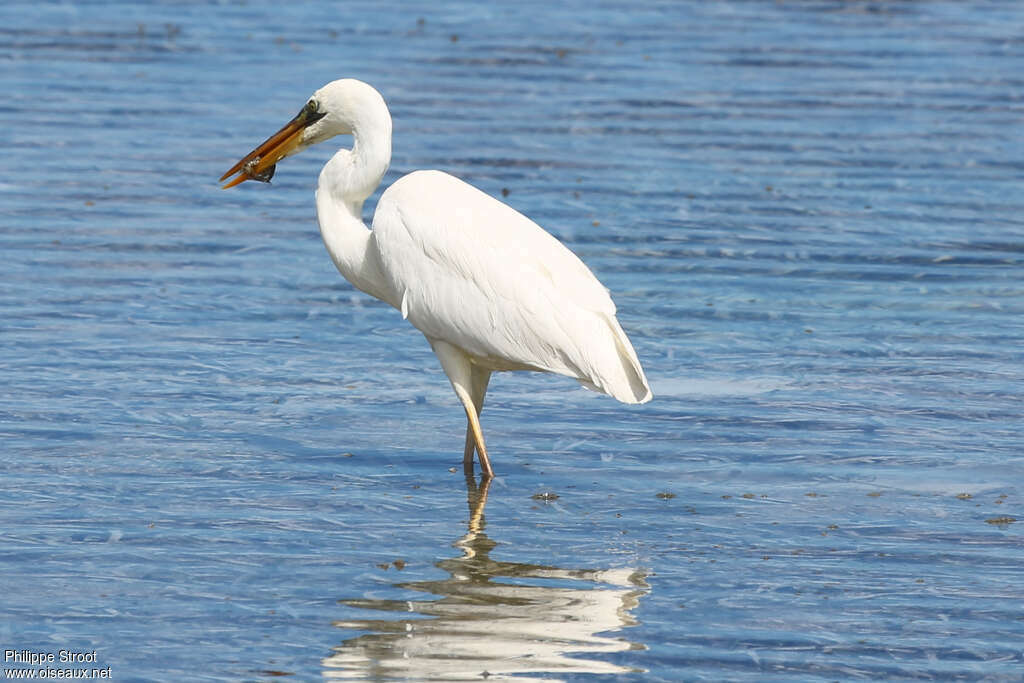 Great Blue Heron, pigmentation, feeding habits