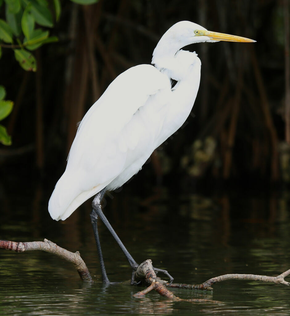 Grande Aigrette