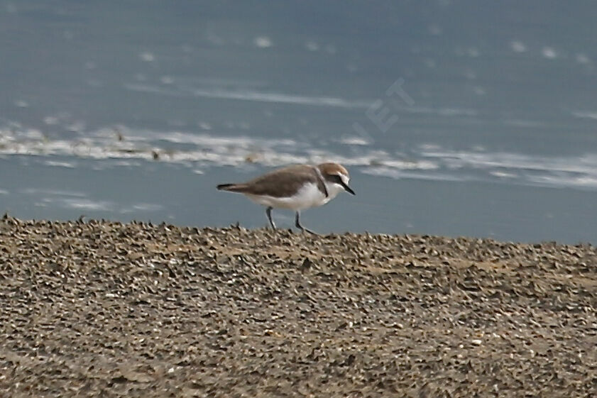 Gravelot à collier interrompu