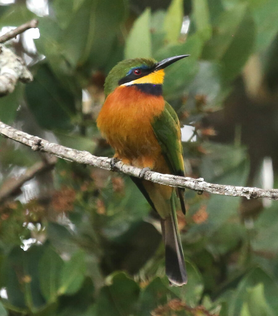 Cinnamon-chested Bee-eater
