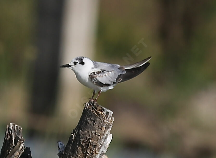Guifette leucoptère