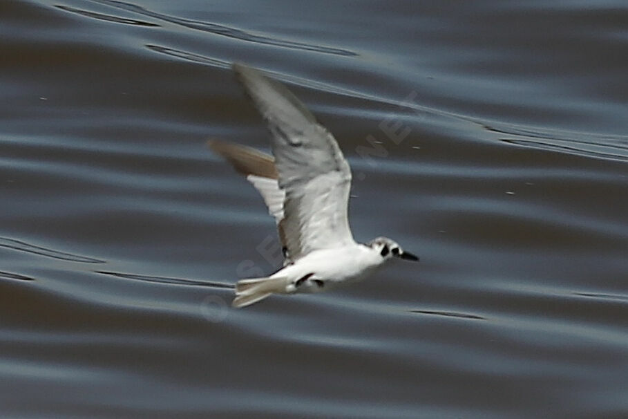 Guifette leucoptère