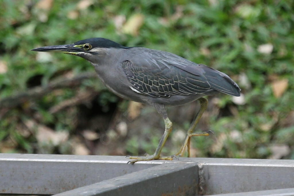Little Heron