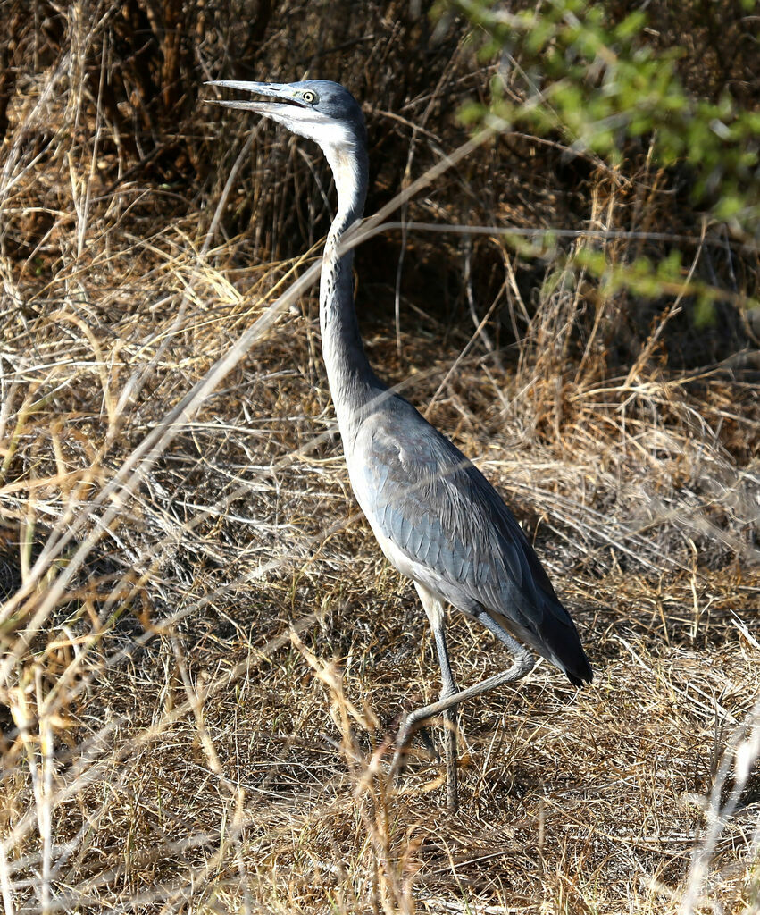 Black-headed Heron