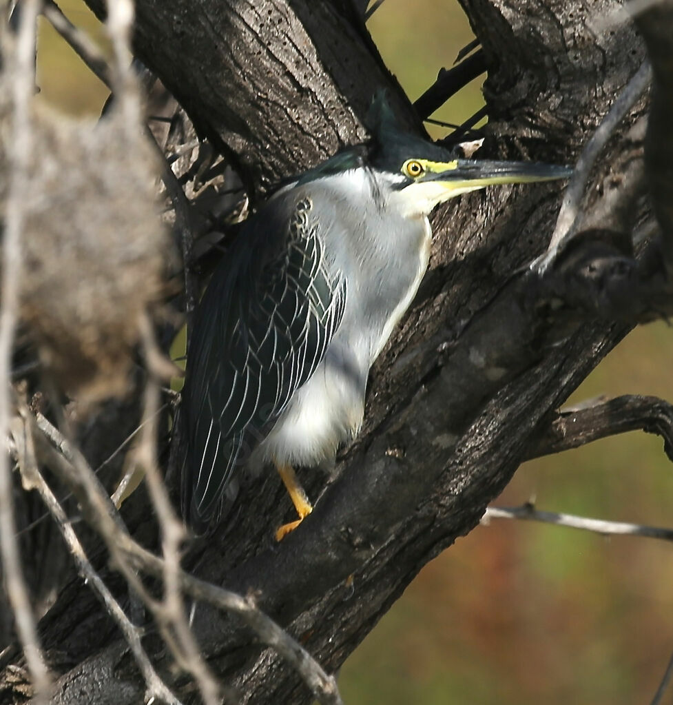 Striated Heron