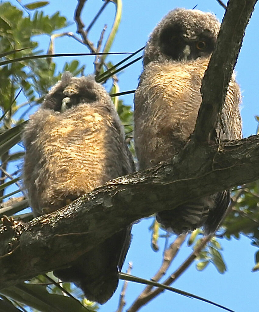 Hibou maître-boisjuvénile