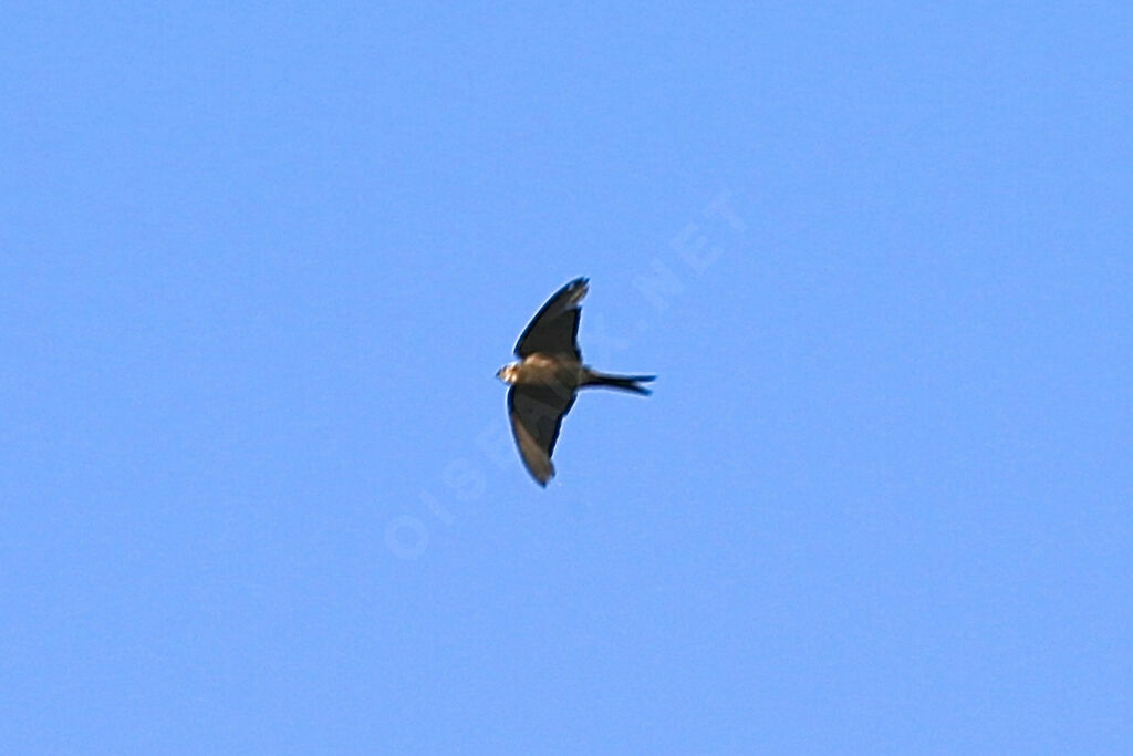 Hirondelle hérissée