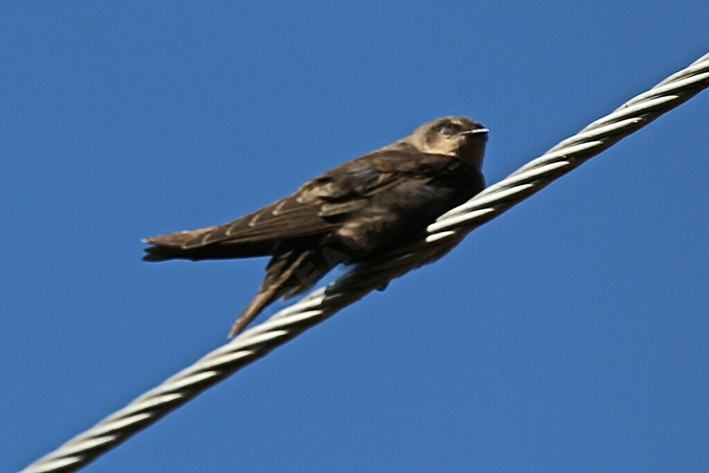 Large Rock Martin